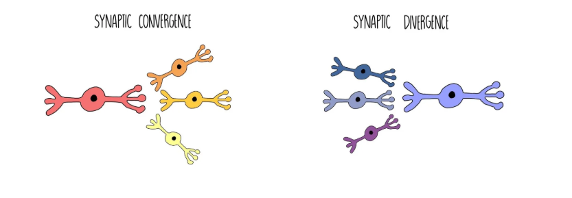 <p>-allow neurones to communicate</p><p>-ensures transmission is in one direction only</p><p>-allow impulses from more than one neurone to be passed to a single neurone <strong>[synaptic divergence]</strong></p><p>-allow impulses from a single neurone to be passed to more than one neurone<strong> [synaptic convergence]</strong></p><p>-prevents overstimulation</p><p>-enable learning and memory</p><p>-allows amplification of many low-level stimuli</p>
