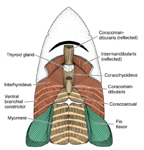 Develop from hypaxial myotomes that stretch under the pharynx.
- Form the coracoarcuals in fishes.
- Form the strap muscles of the neck and tongue in tetrapods.
- muscles after the gills
slide 67 for pictures