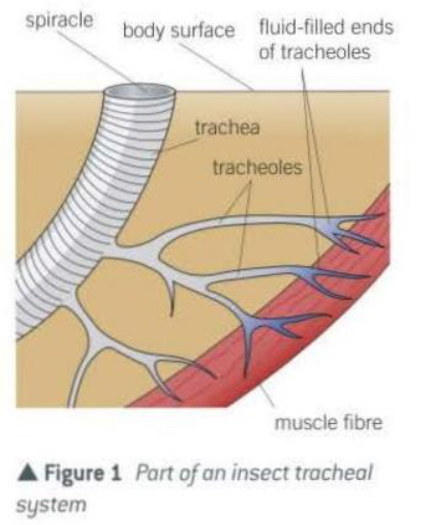 <ul><li><p>Oxygen enters the body through spiracles.</p></li><li><p>Oxygen diffuses along concentration gradients through the trachea.</p></li><li><p>Oxygen moves into smaller tubes called tracheoles, which reach individual body cells.</p></li><li><p>Oxygen diffuses from tracheoles into the cells where it is used for cellular respiration.</p></li><li><p>Carbon dioxide produced by cells diffuses into the tracheoles.</p></li><li><p>Carbon dioxide moves up the trachea and diffuses out through the spirals into the air.</p></li><li><p>Muscle movements in some insects can push air along the trachea, speeding up gas exchange (mass transport)</p></li></ul><p></p>