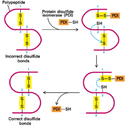 <p>catalyzes rapid exchange of disulfide bonds in a protein until the most thermodynamically stable configuration is found. Corrects improper disulfide bond formation</p>
