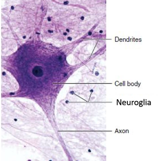 <ul><li><p><span>Cell body → life support – has nucleus, mitochondria, and DNA</span></p></li><li><p><span>Dendrites → look like trees + collect signals from other cells to send back to the cell body</span></p></li><li><p><span>Axon → long rope – carries messages to other neurons, muscles, and glands</span></p></li></ul><p></p>