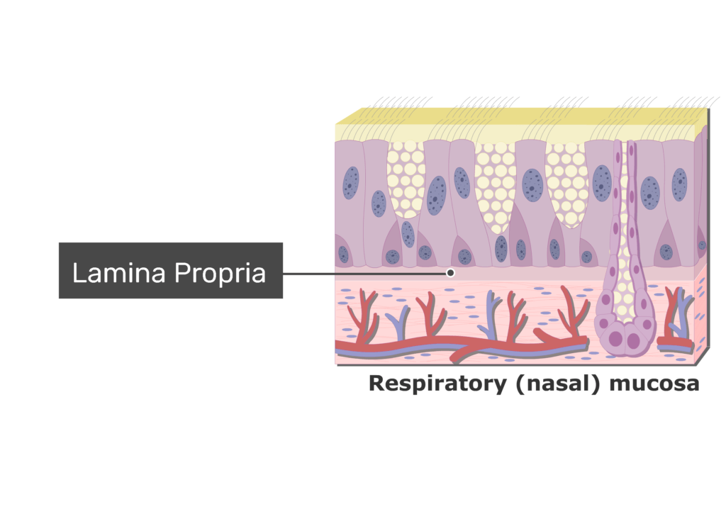 <p>What is the function of the <strong>lamina propria</strong> in the nasal passages?</p>