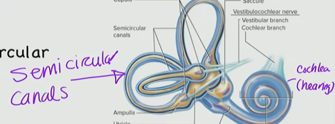 <p>Semi circular canals</p>