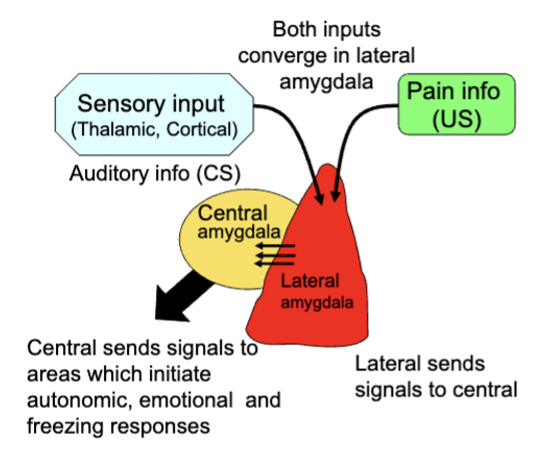 <p>sensory input and pain info both converge in lateral amygdala → send signals to central amygdala → central amygdala sends signals to areas which initiate bodily and emotion responses and late</p><ul><li><p>neurons in lateral amygdala show changes in firing to CR over course of learning, parallels emergence of conditioned response</p></li><li><p>increase activation in amygdala to CS after conditioning in humans</p></li><li><p>amygdala puts pain and sensory input together</p></li></ul><p></p>