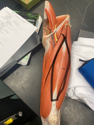 <p>Upper anterior leg, Quadriceps Femoris, knee extension</p>
