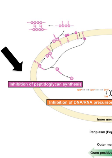 <p>only inner membrane; thick peptidoglycan; stain</p>