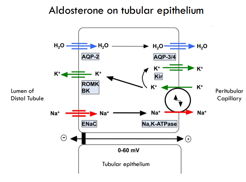 <p>ENac </p><p>sodium comes in and therefore water also comes in —&gt; need water excretion with aquaporin through vasopressin signaling</p>