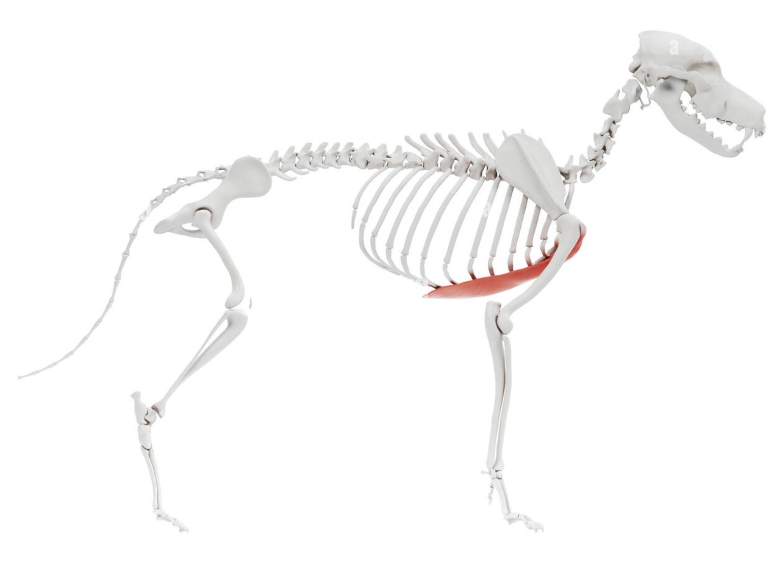 <p>Pectoral Muscles</p>