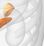 <p>What part of the endocrine system is this and what is it responsible for?-LEFT+RIGHT*</p>