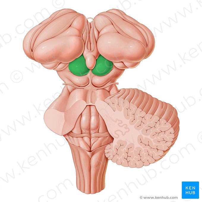 <p>Colliculi superiores (dorsaal)</p>