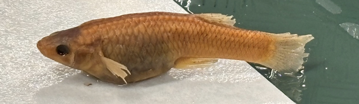 <p>Cyprinodontiformes</p>