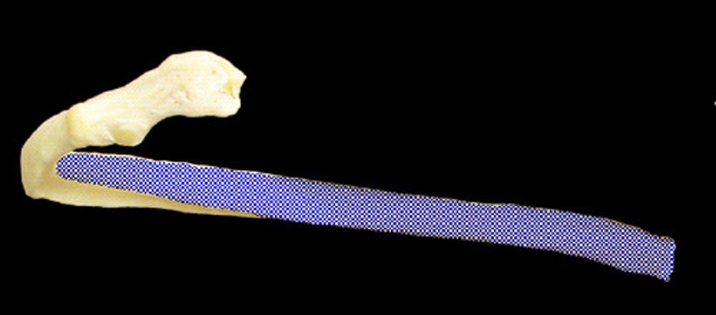 <p>majority of rib</p>