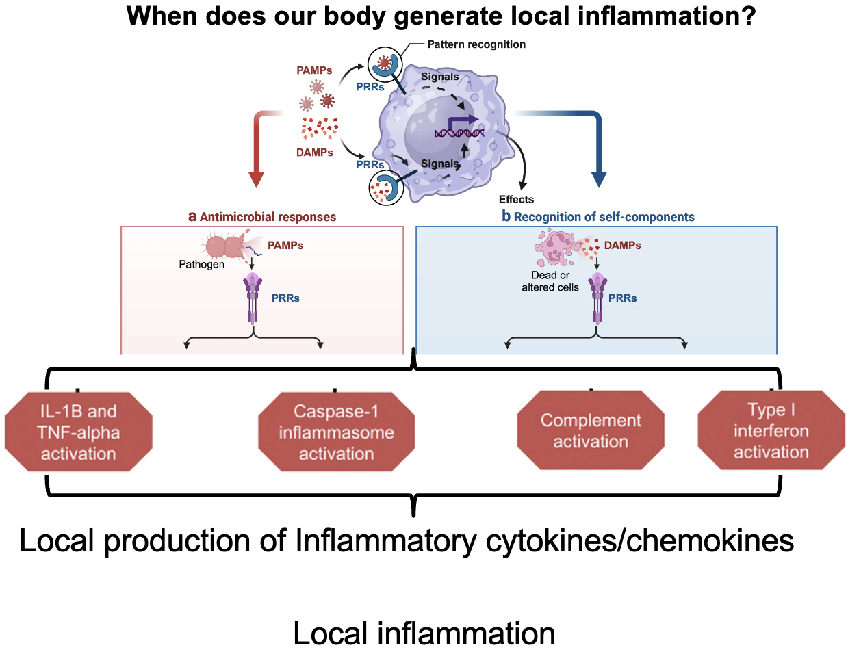<ul><li><p>Triggered by infection or tissue damage</p></li><li><p>Local production of inflammatory cytokines/chemokines</p></li><li><p>Key activations:</p><ul><li><p>IL-1β &amp; TNF-α</p></li><li><p>Caspase-1 inflammasome</p></li><li><p>Complement system</p></li><li><p>Type I interferons</p></li></ul></li><li><p>Outcomes: Antimicrobial responses + recognition of self-components</p></li></ul><p></p>