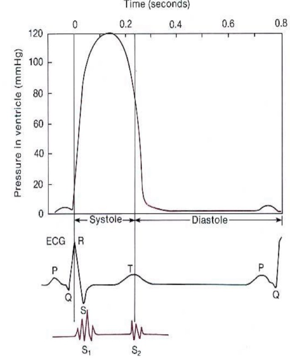 <ul><li><p>After the P wave atrial contraction lightly increases ventricular pressure </p></li><li><p>Following the QRS complex ventricular contraction greatly increases ventricular pressure. </p></li><li><p>Sound one occurs during ventricular pressure rise </p></li><li><p>Sound 2 occurs during fall in ventricular pressure. </p></li></ul><p></p>