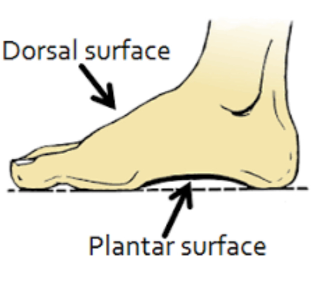 <p>on the bottom</p>