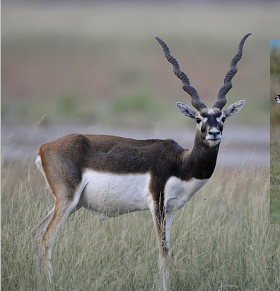 <p>blackbuck antelope</p>