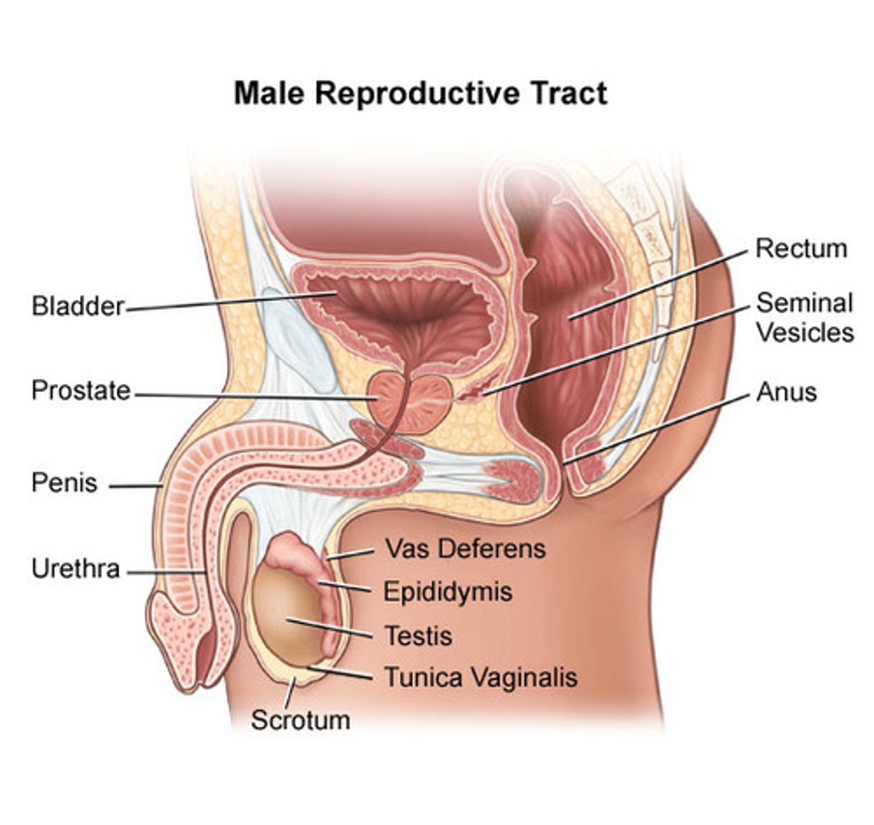 <p>ovaries, oviducts, uterus, vagina, penis, testes, prostate, sperm ducts</p>