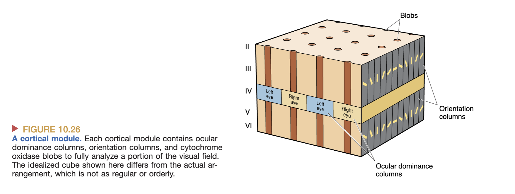 <p>What does figure 10.26 show?</p>