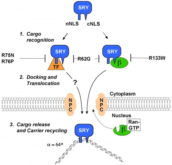 <p>What is the <strong>most important gene </strong>on the Y chromosome?</p>