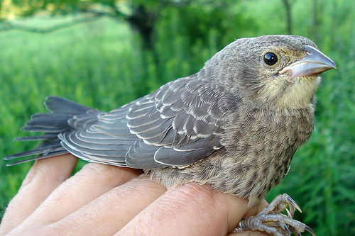 <p><em>Brown-headed</em> Cowbird</p><p>(<span data-name="female" data-type="emoji">♀</span> pictured here) </p>