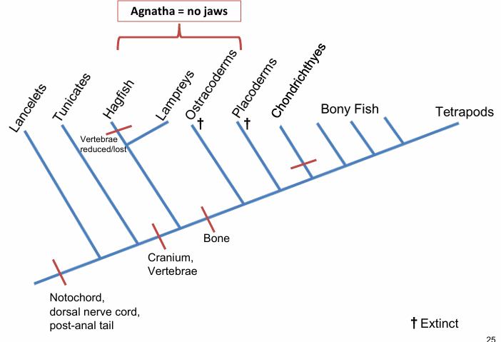 <ul><li><p>lack jaws</p></li><li><p>hagfish, lampreys, ostracoderms</p><p></p></li></ul><p></p>