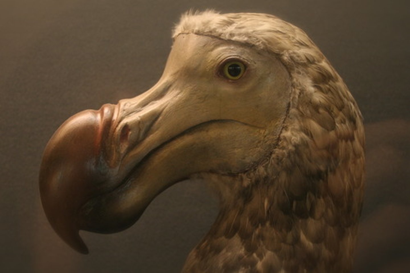 <p>extinction of animals</p>