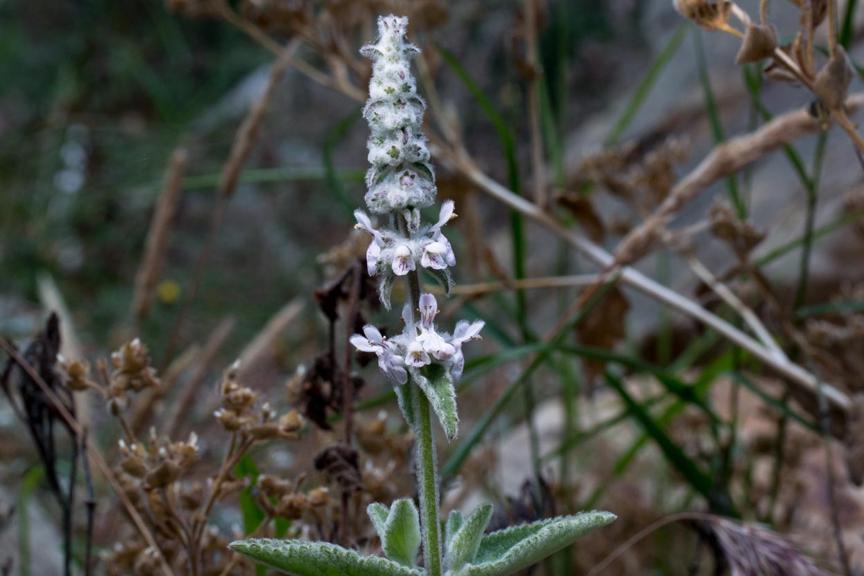 <p>Cobwebby hedge nettle</p>