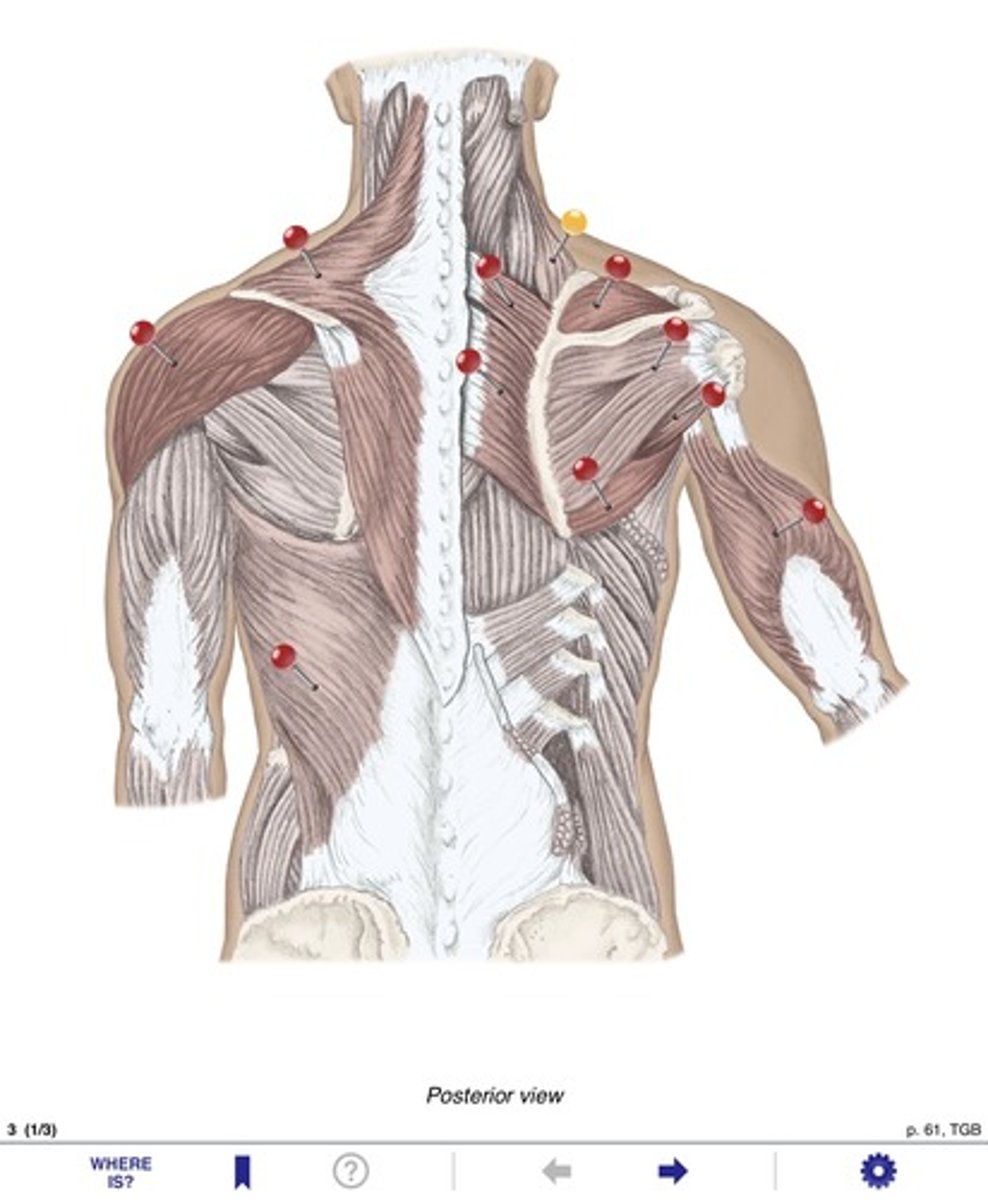 <p>Name the muscle at the yellow pin</p>