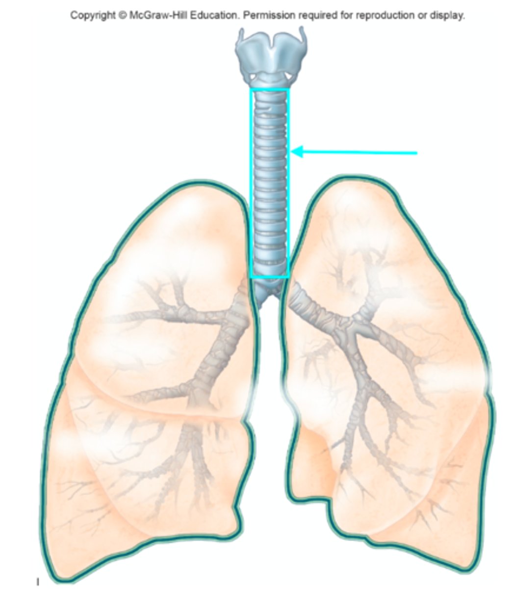 <p>Which structure of the lung diagram is the blue arrow pointing at?</p>