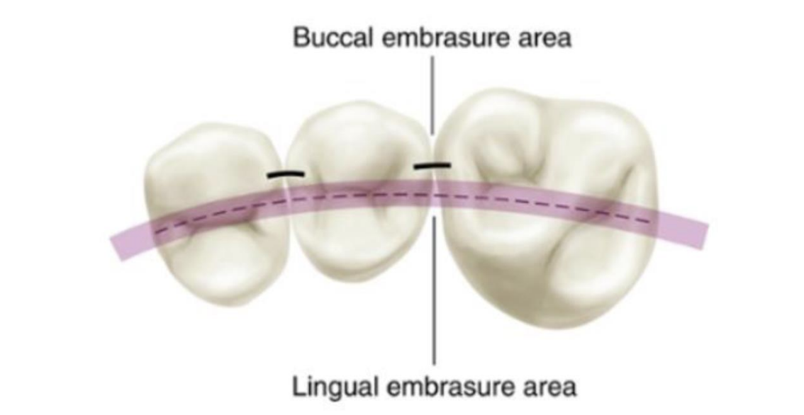<p>Area slightly buccal and lingual to the central fossa line</p>