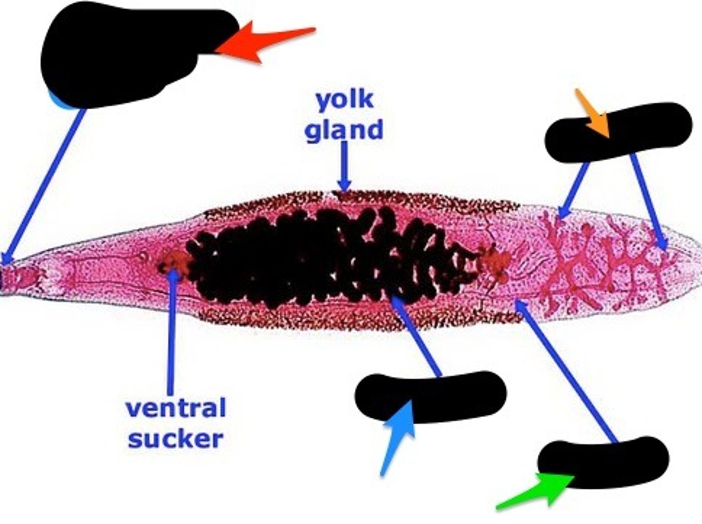 knowt flashcard image