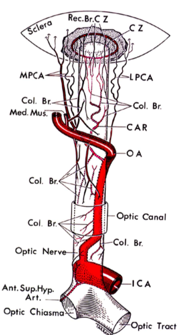 <p>MPCA-medial (long) posterior ciliary arteries</p><p>LPCA- Lateral (long) posterior ciliary artery</p><p>ICA- Internal Carotid Artery</p><p>OA- Ophthalmic Artery</p><p>CZ- Circle of Zinn-Haller</p><p>CAR- Central Artery of Retina</p><p>Short posterior ciliary arteries- Col. Br</p>