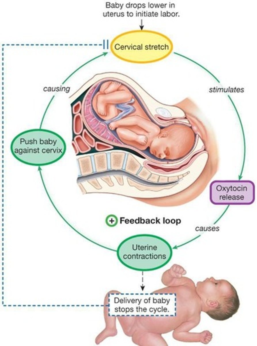 <p>The process of giving birth, which is regulated by positive feedback mechanisms.</p>