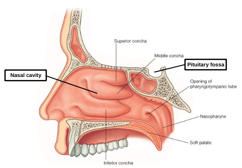<p>pituitary fossa </p>