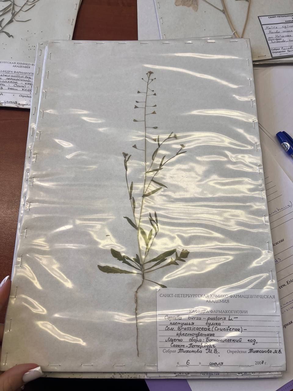 <p>capsella bursa-pastores</p><p>brasicaceae</p>