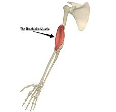 <p>origin = anterior brachial</p><p>insertion = ulnar side of antecubital</p><p>flexes forearm at elbow </p>