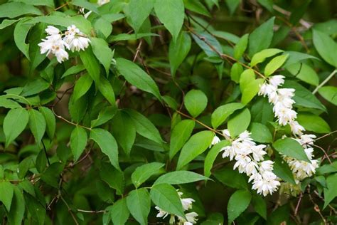 <p>szorstkie liście </p>