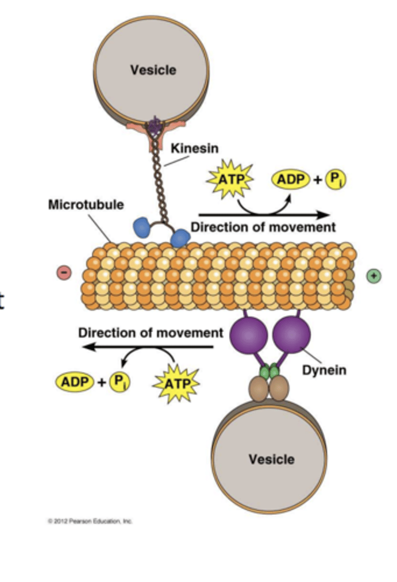 <p>- They carry molecules from the centre of a cell towards the outside.</p><p>- Involved in sliding microtubules apart within the spindle during prometaphase and metaphase.</p><p>- Also involved with depolymerising microtubule minus ends at the centrosomes during anaphase.</p>