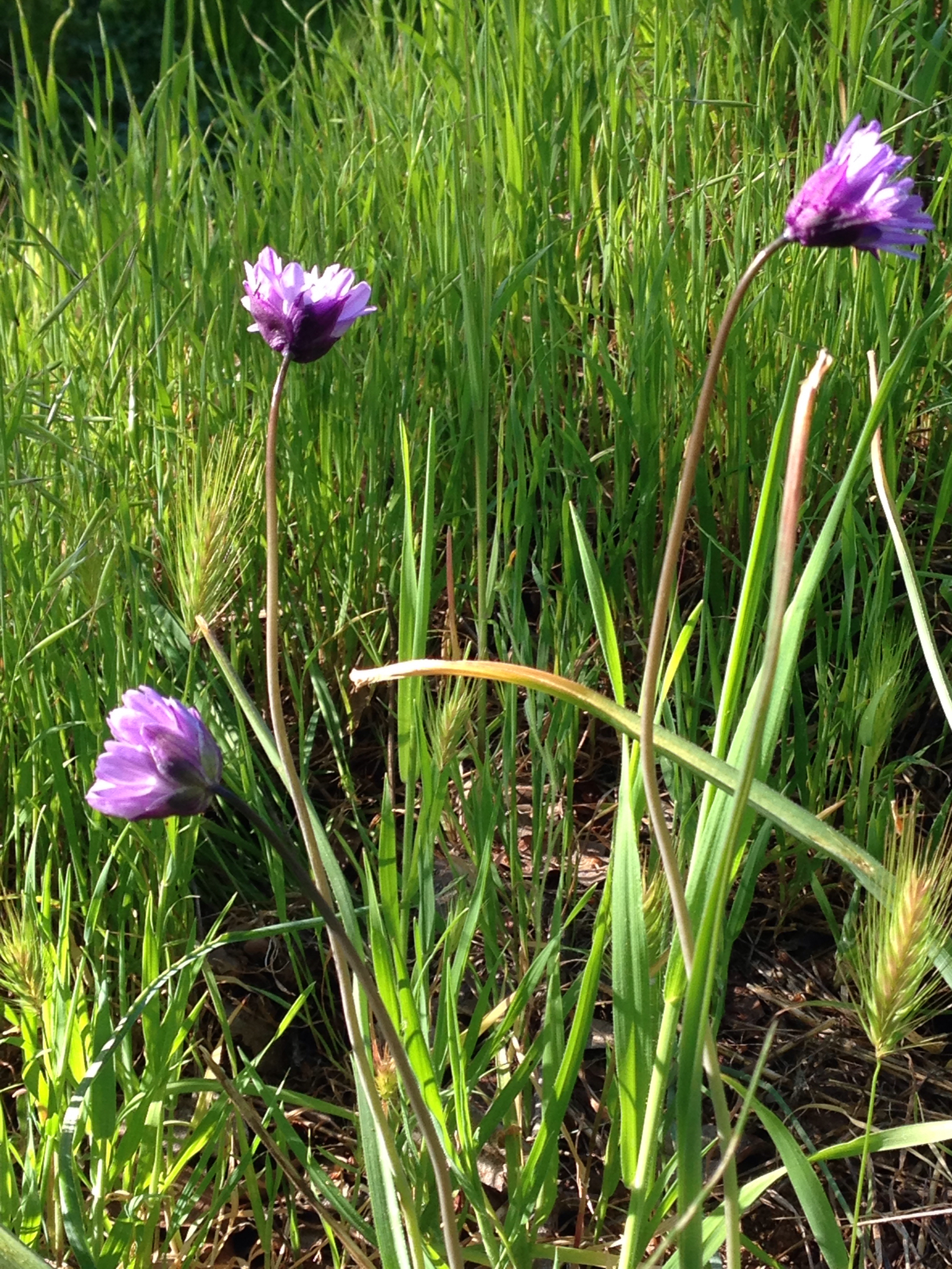 <p>grass like leaves, are often folded along the midrib and dying back from the tip.</p><p>umbel like inflorescence </p><p><span>Each flower consists of six tepals, fused at base and opening outward into a short bell shape</span></p>
