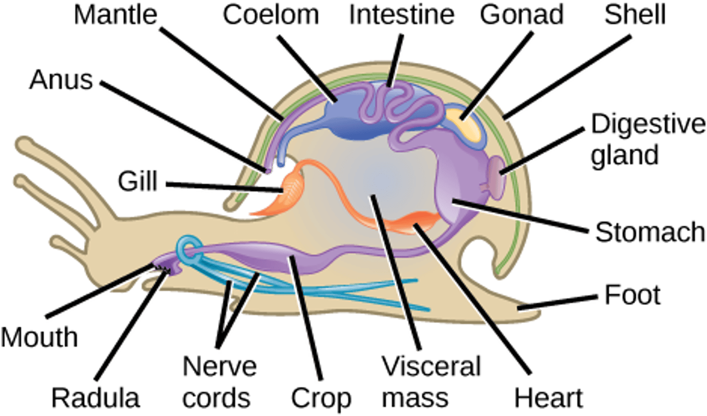 <p>anterior brain with</p><p>ventral nerve cord</p>