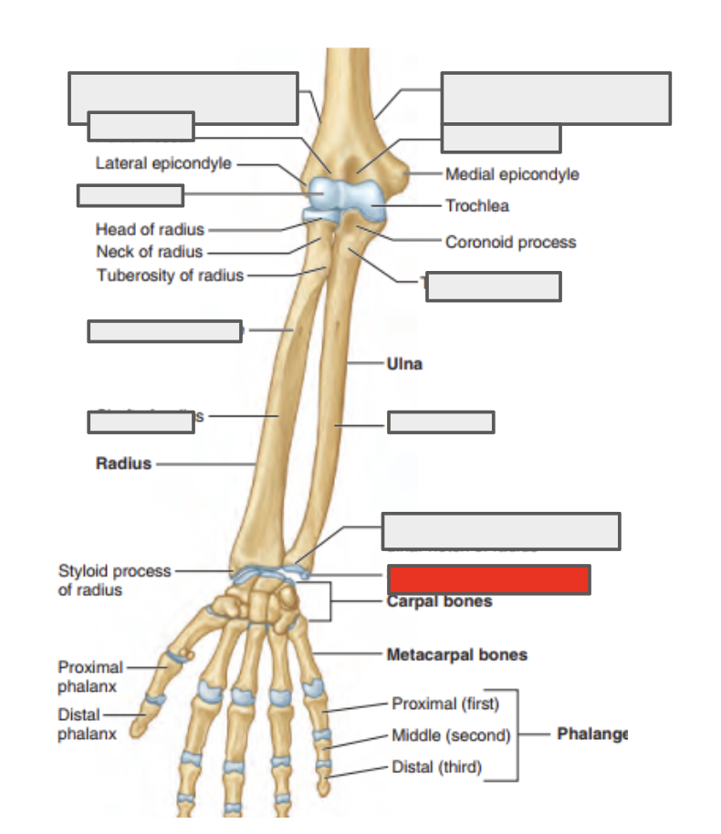 <p>Name the covered bone</p>