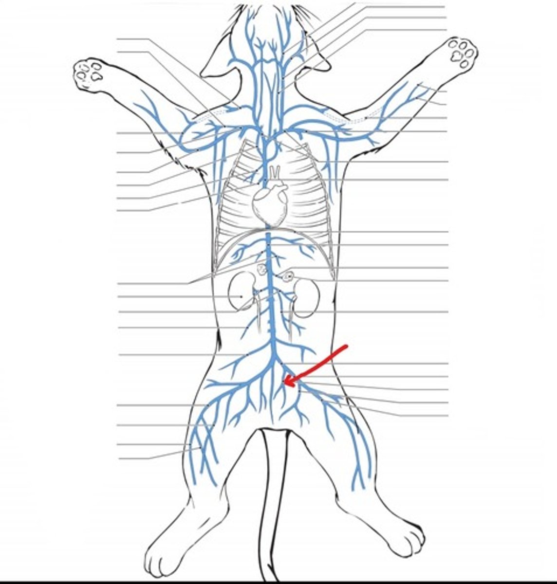 <p>identify the vein</p>