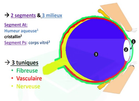 <ul><li><p>segment antérieur : (en avant du cristallin) + contient l&apos;humeur aqueuse</p></li><li><p>segment postérieur : corps vitré (liquide visqueux + épais car + riche en protéines que le segment antérieur)</p></li></ul>