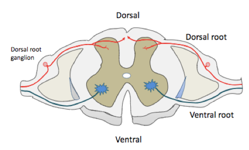 -axons of dorsal root ganglia neurons
-enter the spinal cord at the dorsal horn 
-either enter the dorsal part of the gray matter or the white matter