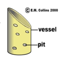 \
are long water filled tube consisting of specialised elongated cells joined end to end

* Mature xylem are dead and end walls are broken down which forms a continuous hollow tube for movement of water up the plant from the root, through the stem and to the leaves
* No nucleus or cytoplasm 
* Are strong to withstand negative pressure (as water is transported under tension) and not collapse due to thickened cellulose and lignin in the cell wall
* Has pits and perforations in the sidewalls to allow lateral movement of water and dissolved minerals between xylem vessels if one column gets blocked
* Water is pulled up the xylem under tension, shown when a xylem vessel is broken, water doesn’t leak out but air is drawn in 
