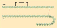 <p>simple proteins</p>