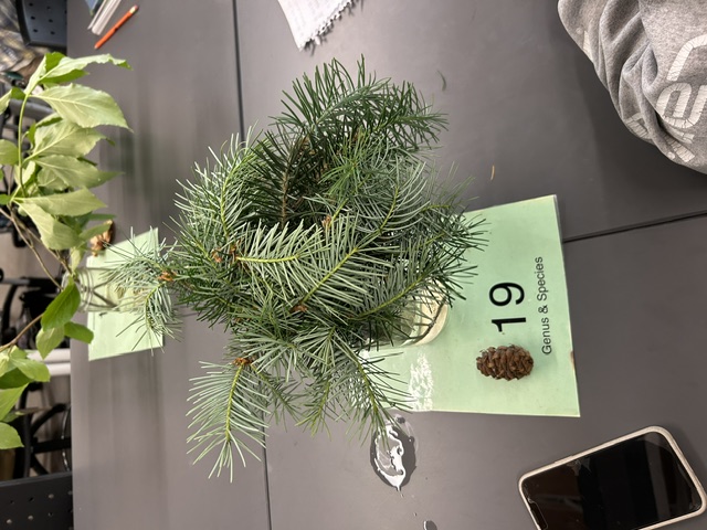 <p>Pseudotsuga menziesii</p>
