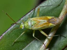 <p>Plant bugs</p>