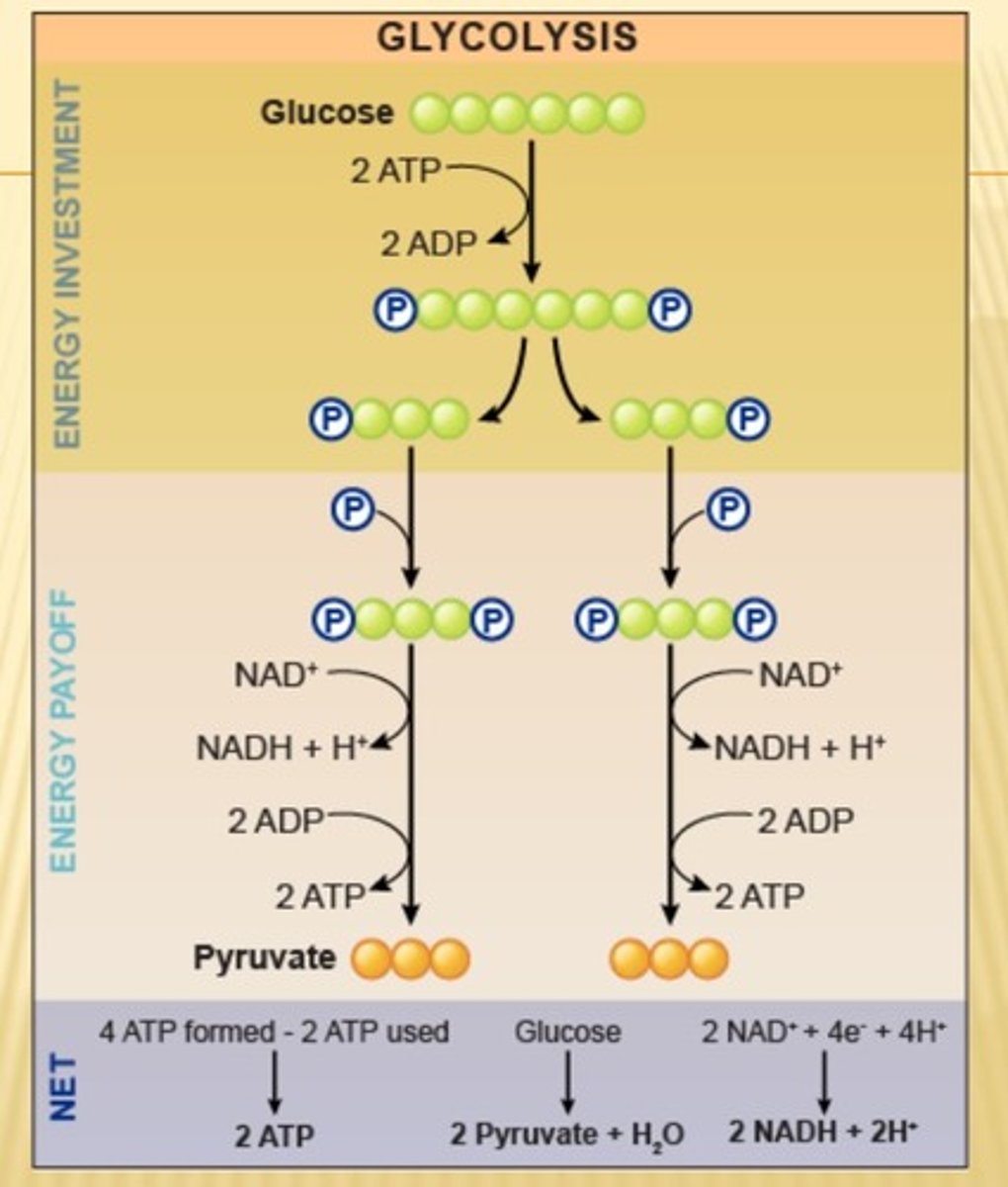 <p>- na drodze fosforylacji substartowej --> 2 cząst. ATP<br>-ale w mitochondriach powstają 2 cząst. NADH+2H+, są utleniane przez łańcuch --> powstaje 6 cząst. ATP (fosforylacja oksydacyjna)<br>(czyli sumarycznie 8 ATP)</p>