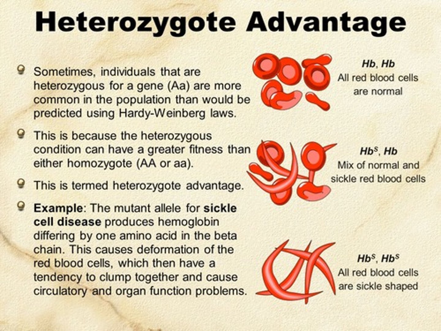 <p>a condition in which being Aa, or carrying oftentimes a bad recessive copy of the gene, proves to be an advantage in a particular environment, thus keeping the allele in population Ex: being heterozygous for sickle cell anemia in areas infested with malaria</p>